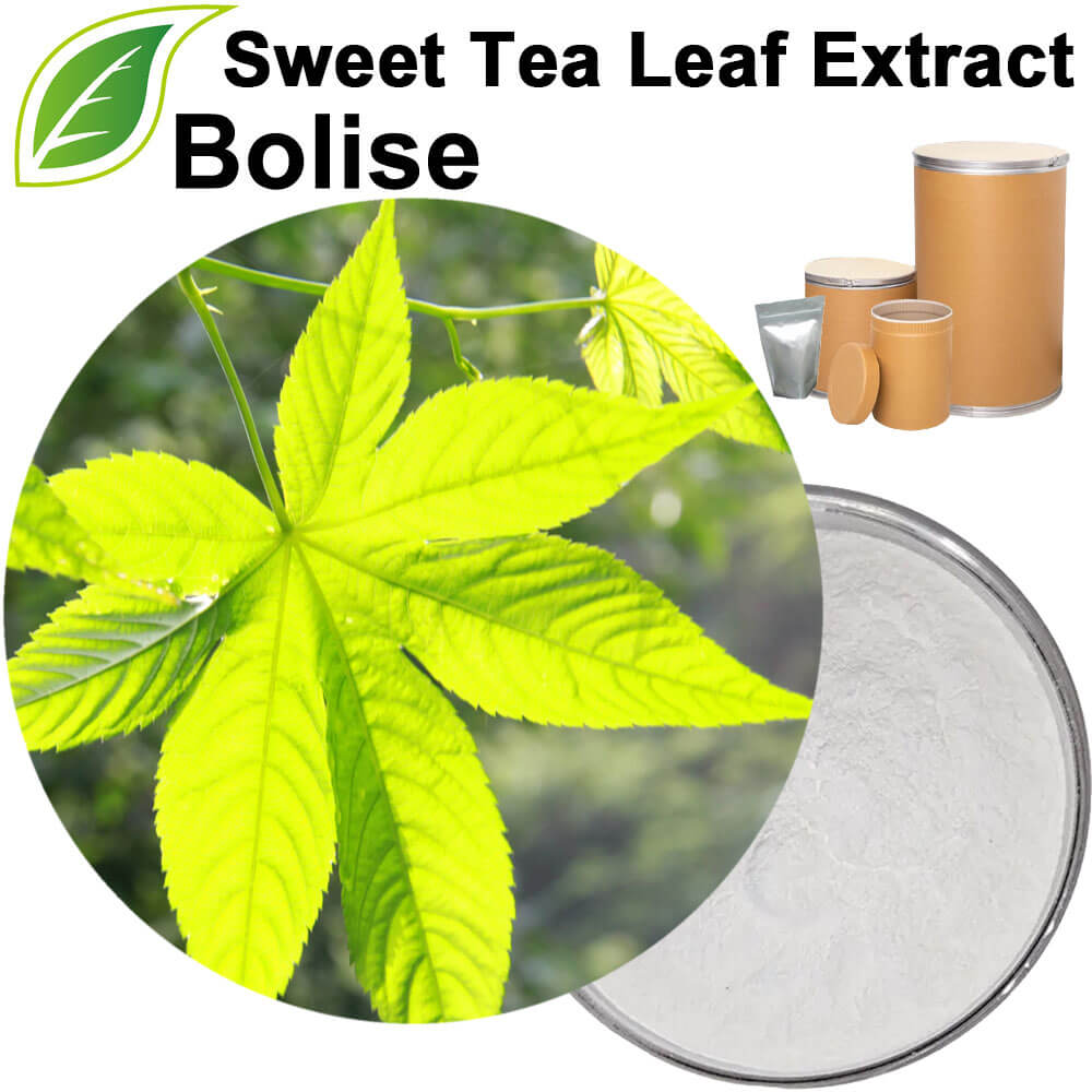 Sweet Tea Leaf Extract