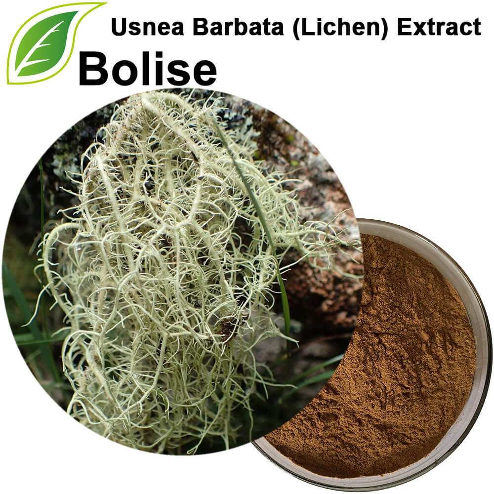 Usnea Barbata (Lichen) Extract