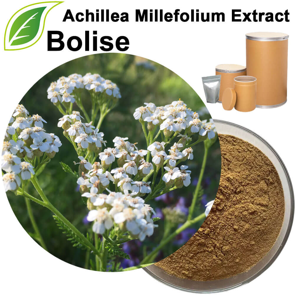Yarrow Extract(Achillea Millefolium Extract)