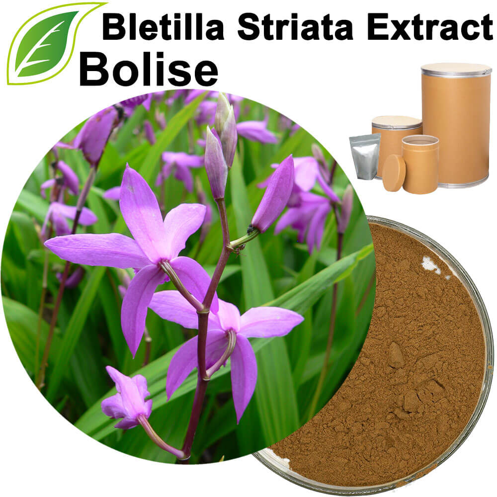 Bletilla Striata Extract(Rhizoma Bletillae Extract)
