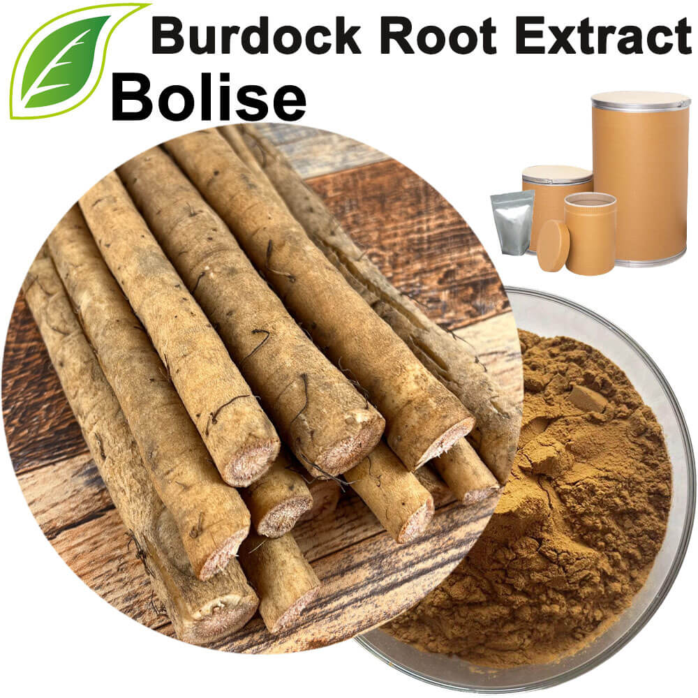 Great Burdock Achene Extract(Burdock Root Extract)