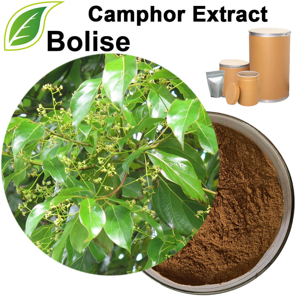 Camphor Extract