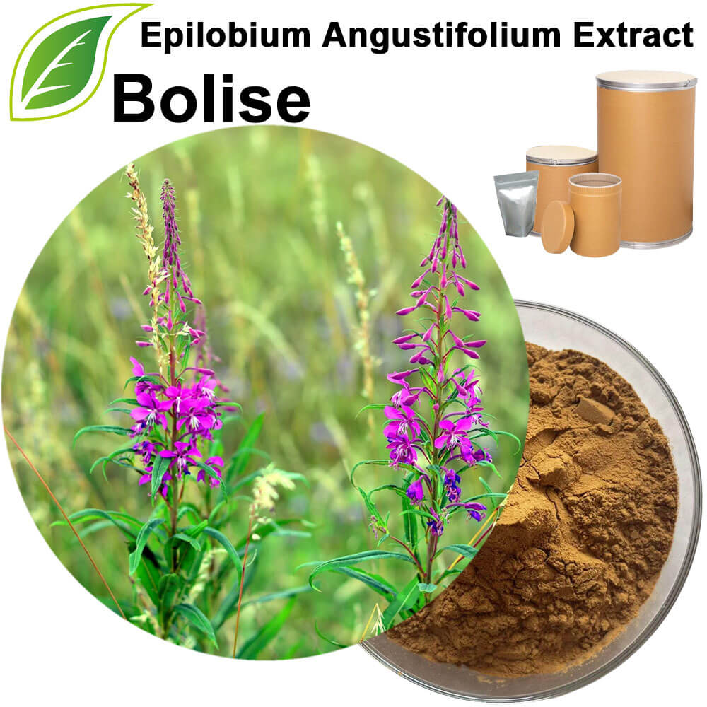 Epilobium Angustifolium Extract
