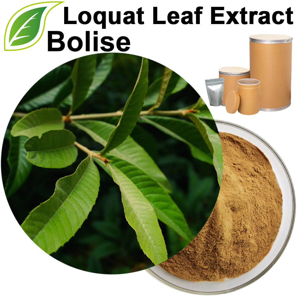 Loquat Leaf Extract