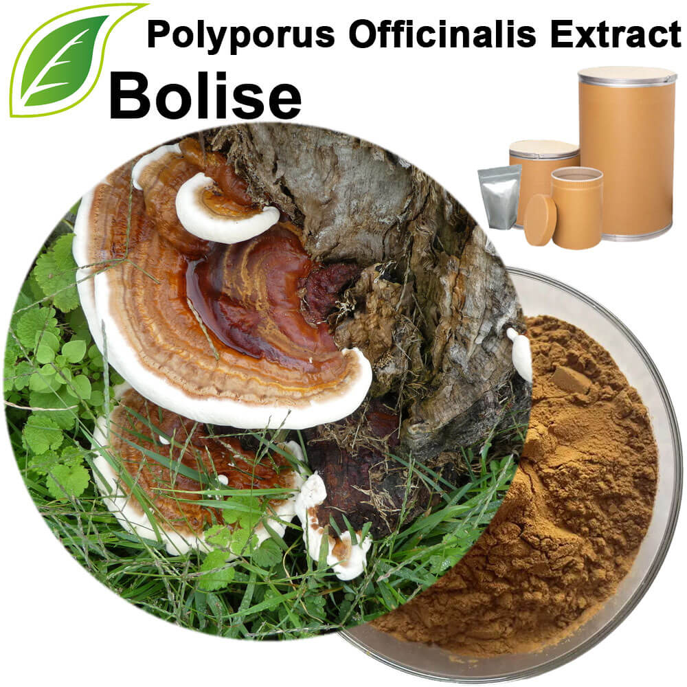 Polyporus Officinalis Extract