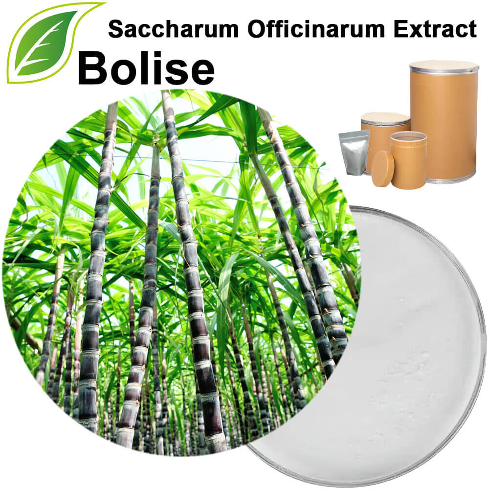 Saccharum Officinarum (Sugarcane) Extract