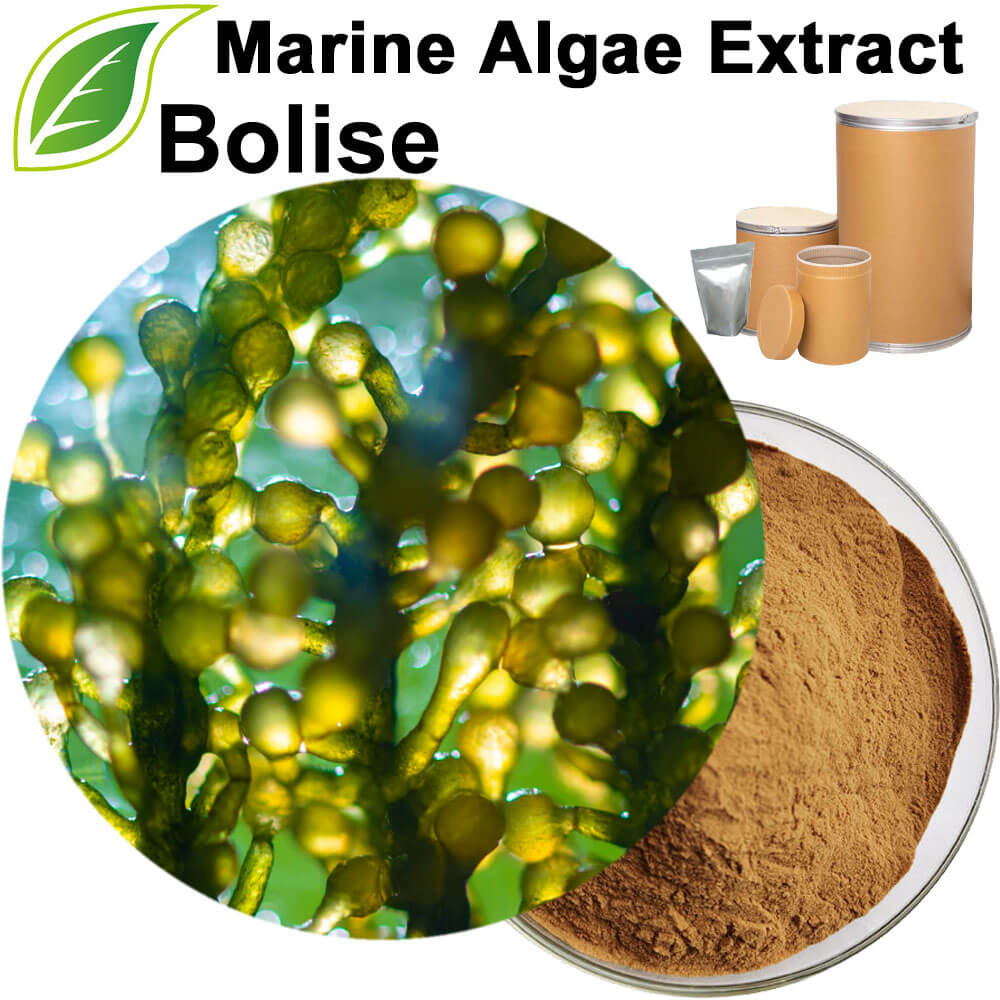 Algae Extract(Marine Algae Extract)