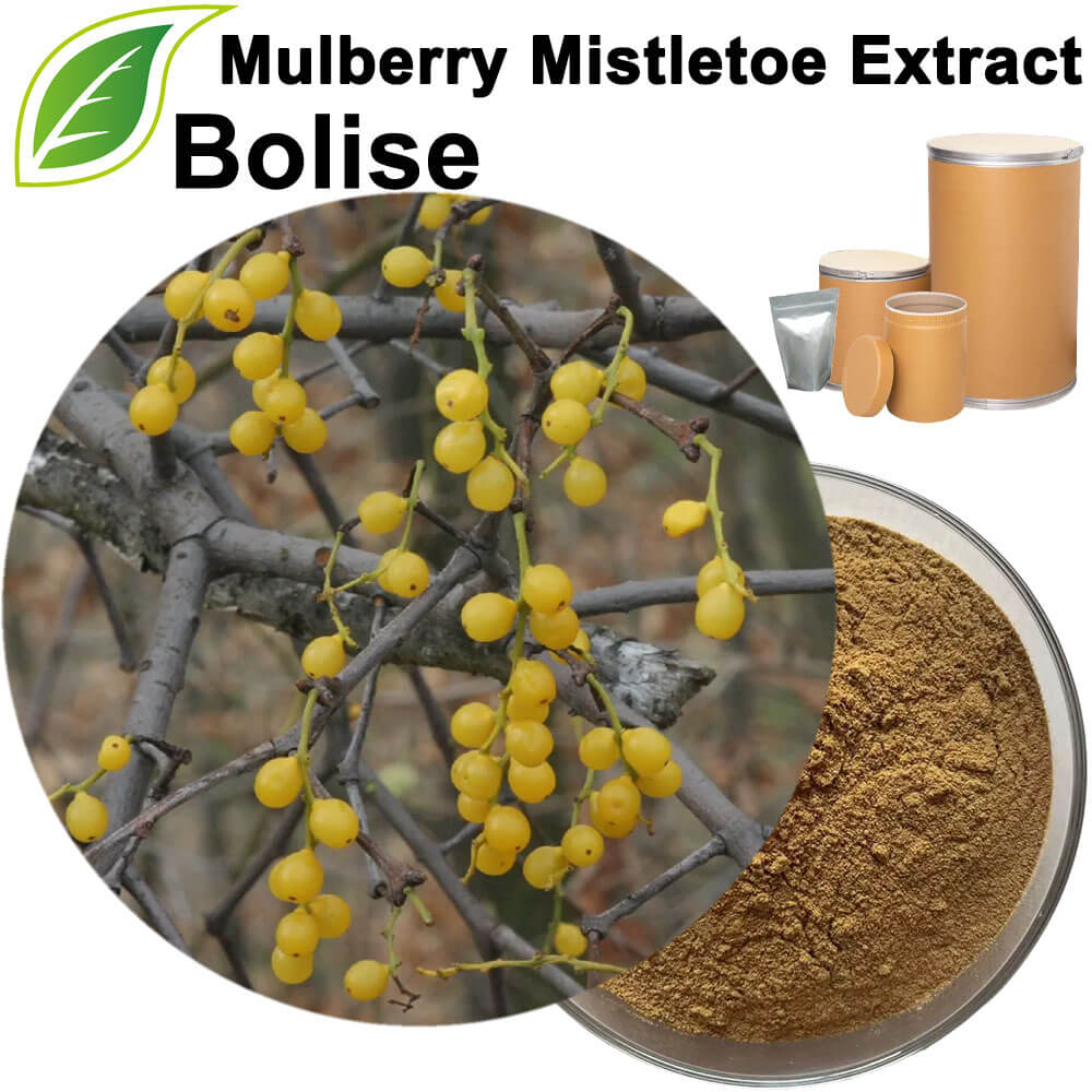 Mulberry Mistletoe Extract