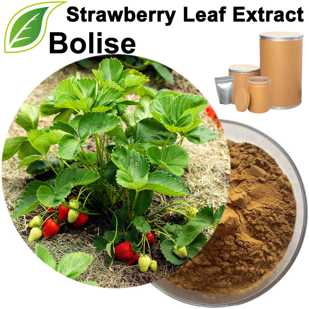 Strawberry Leaf Extract