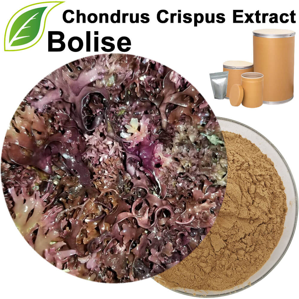Chondrus Crispus Extract(Chondrus Extract)