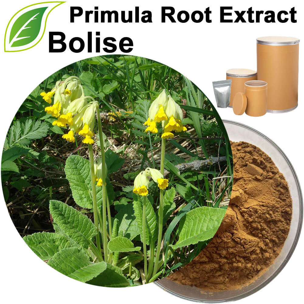 Primula Root Extract