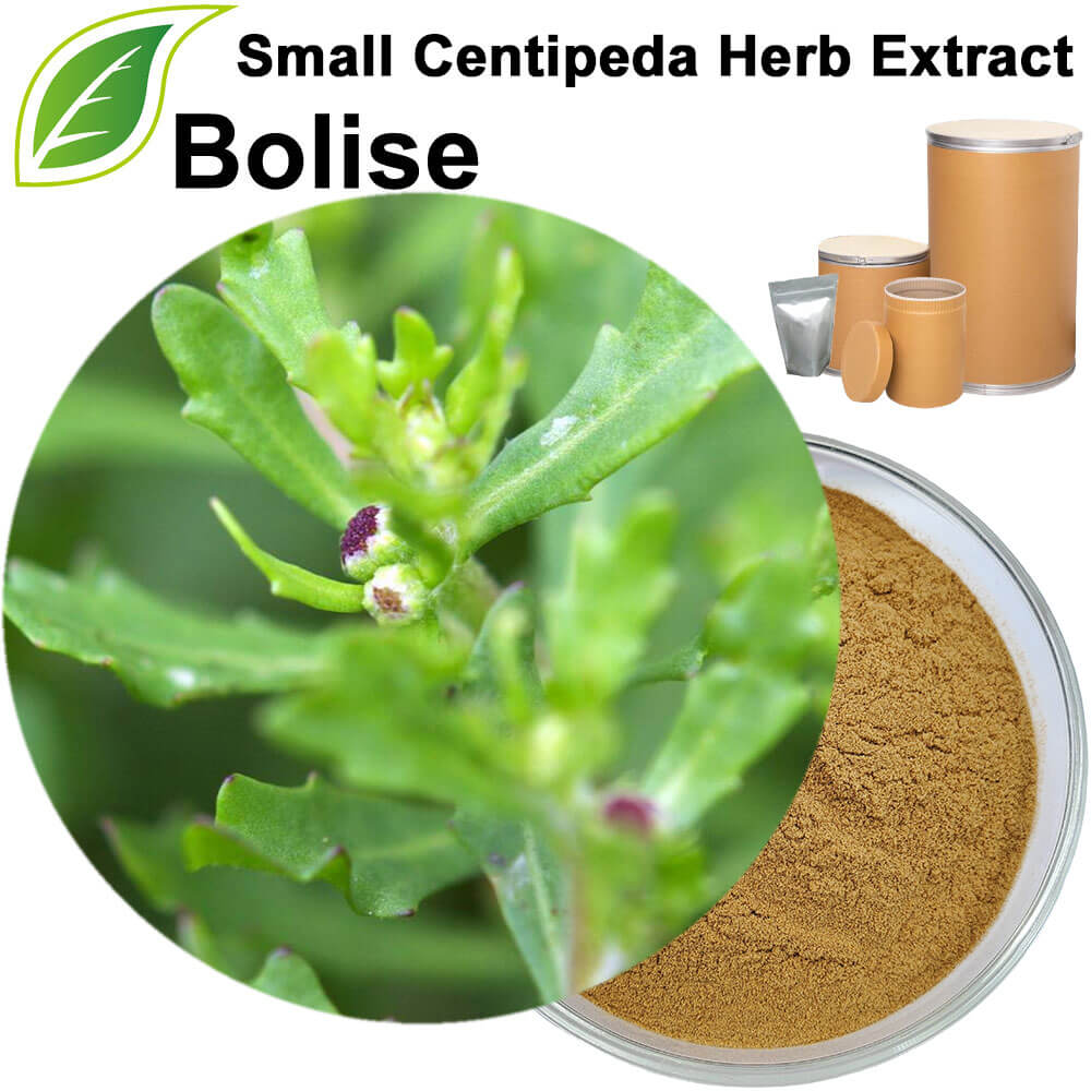 Small Centipeda Herb Extract(Herba Centipedae Extract)