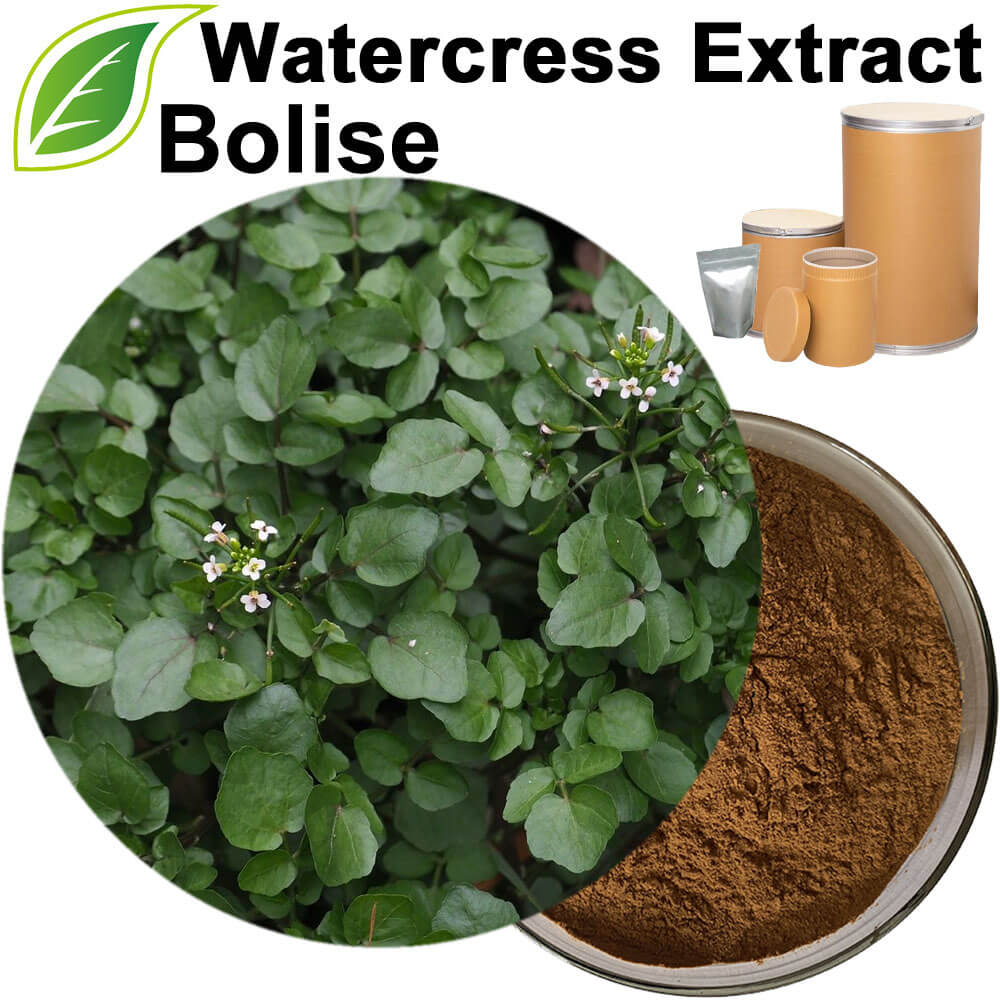Watercress Extract