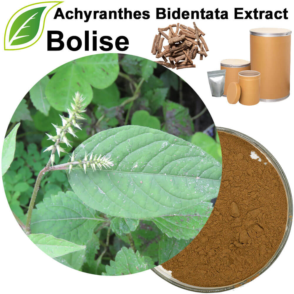 Achyranthes Bidentata Extract