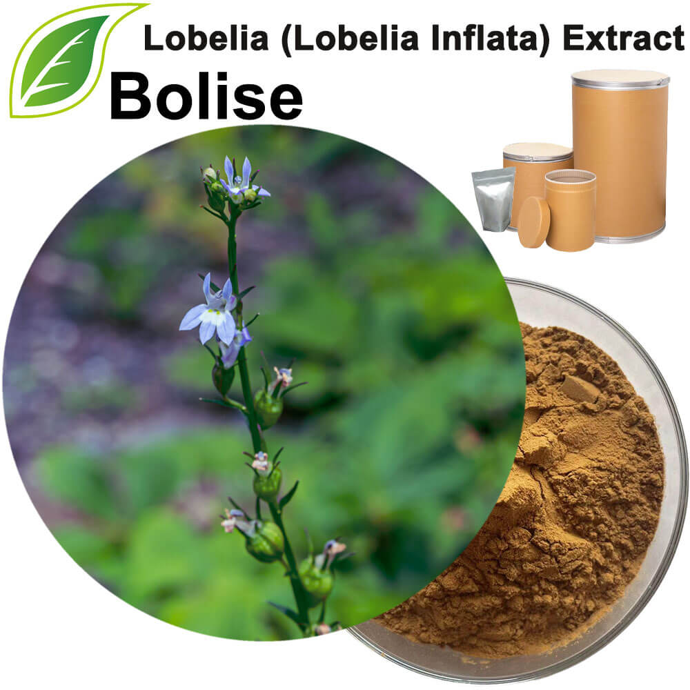 Chinese Lobelia Herb Extract
