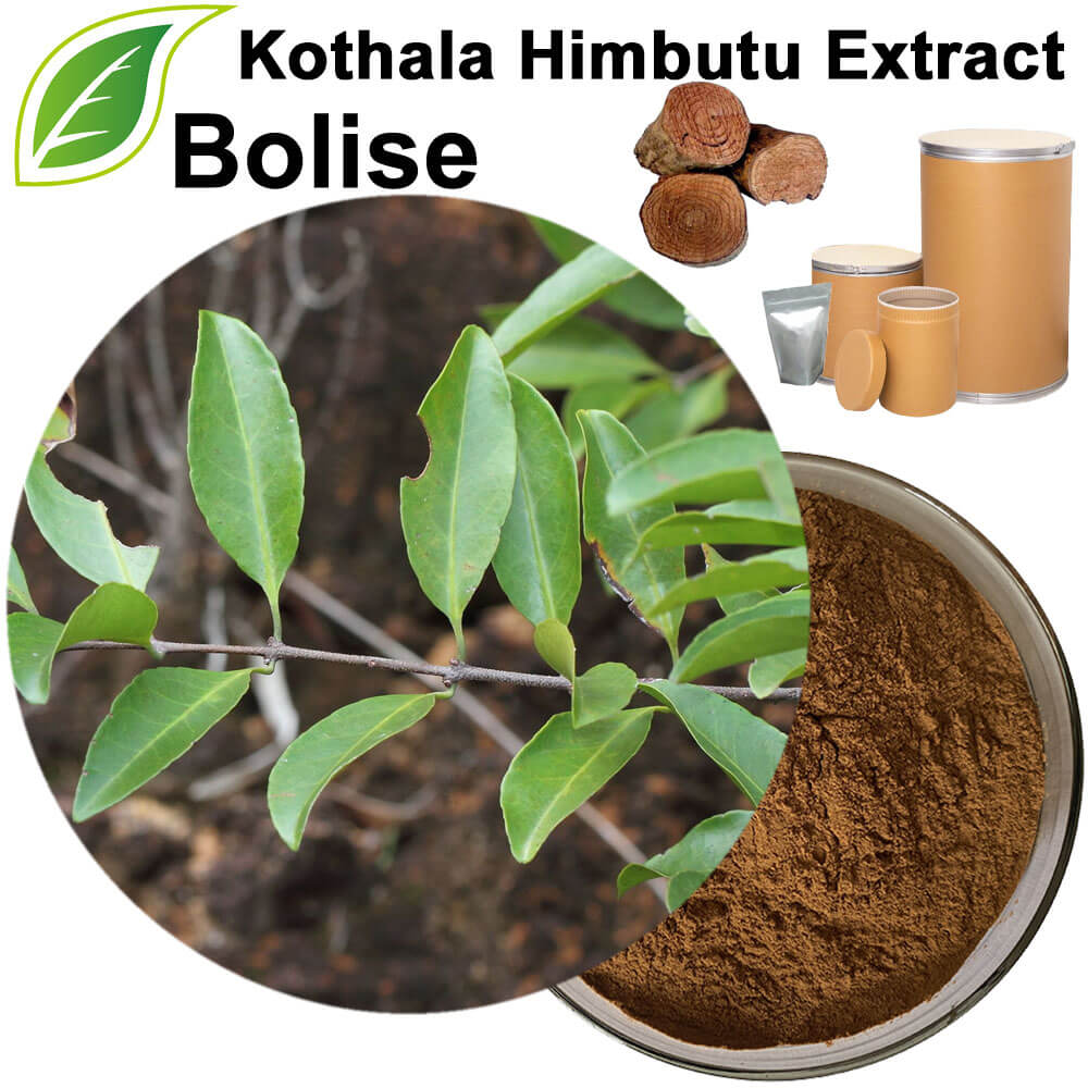 Kothala Himbutu Extract(Salacia Reticulata Extract)