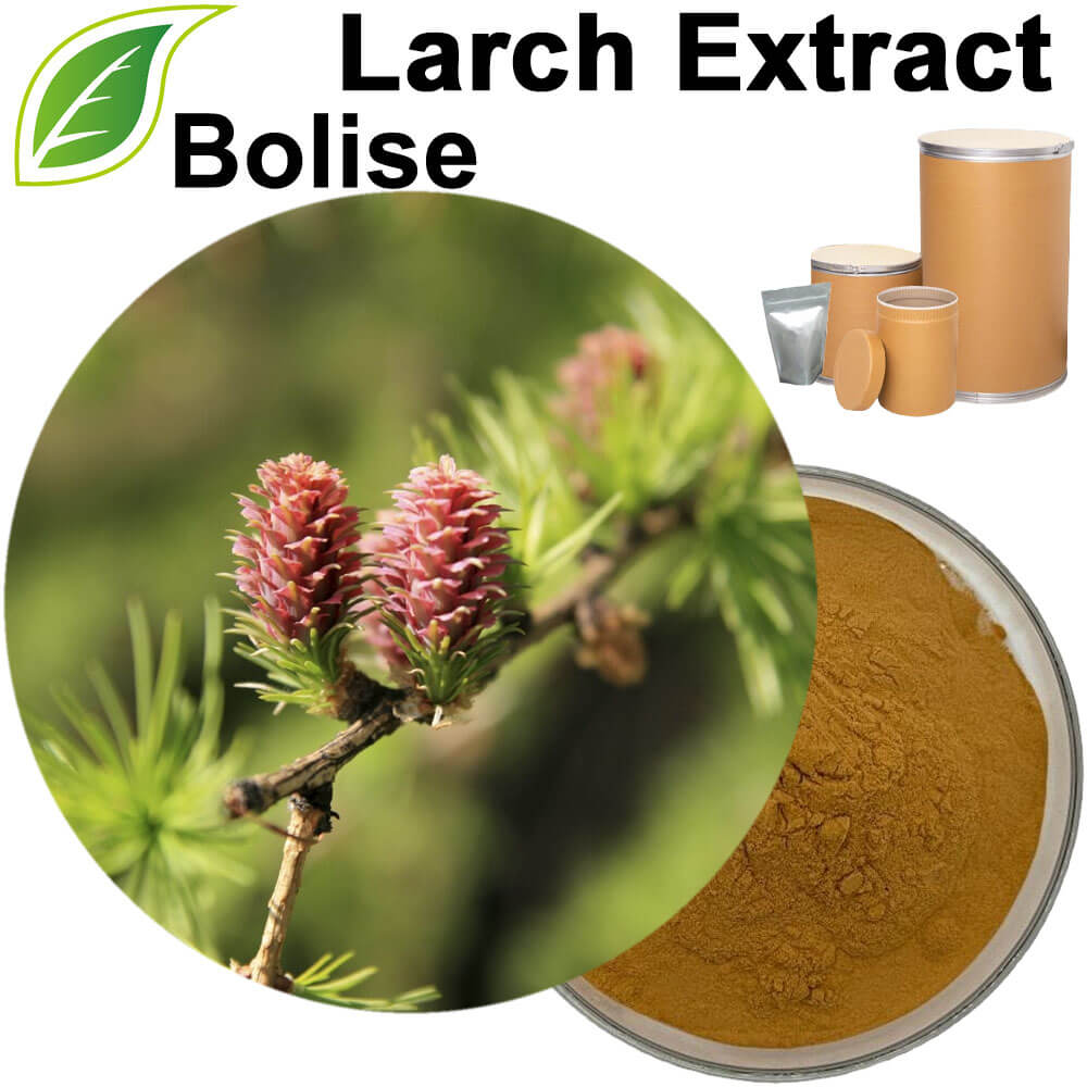 Larch Extract