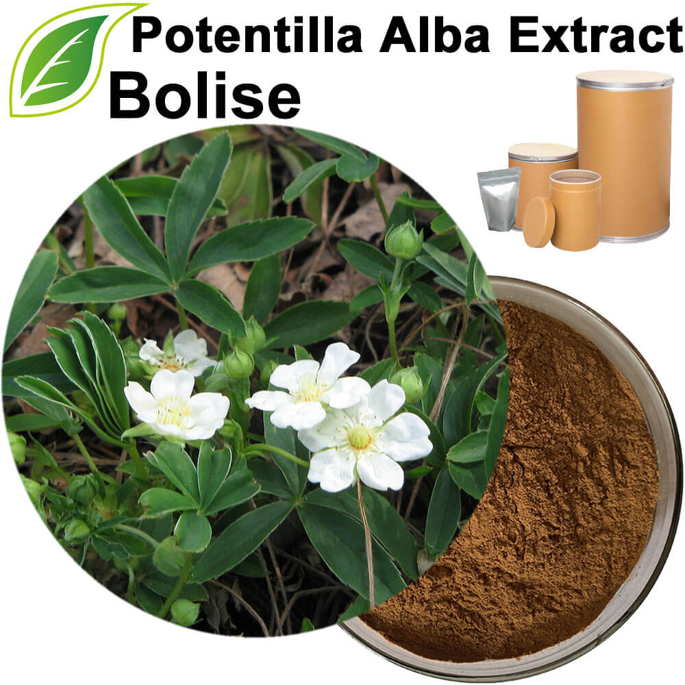 Potentilla Alba Extract