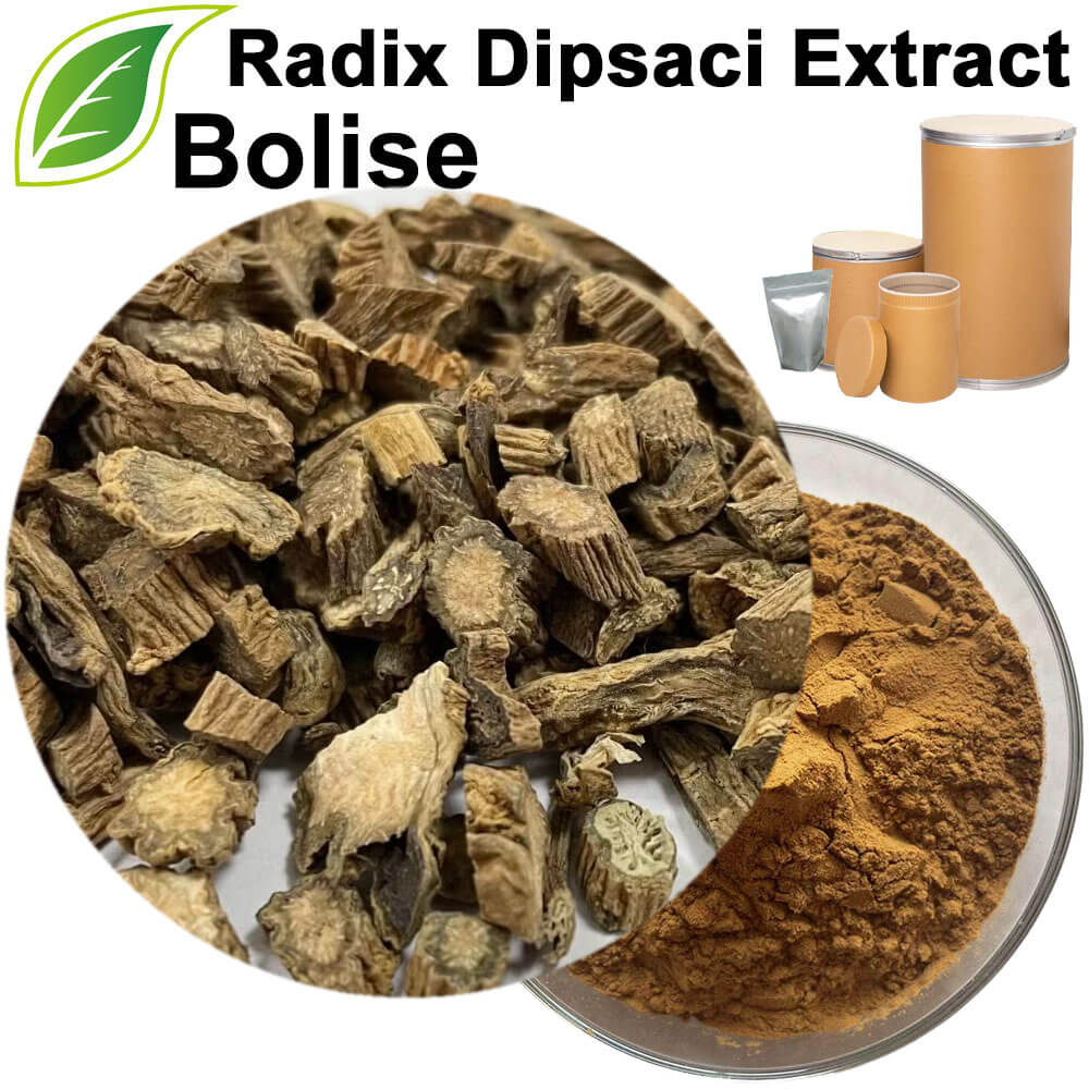 Himalayan Teasel Root Extract(Radix Dipsaci Extract)