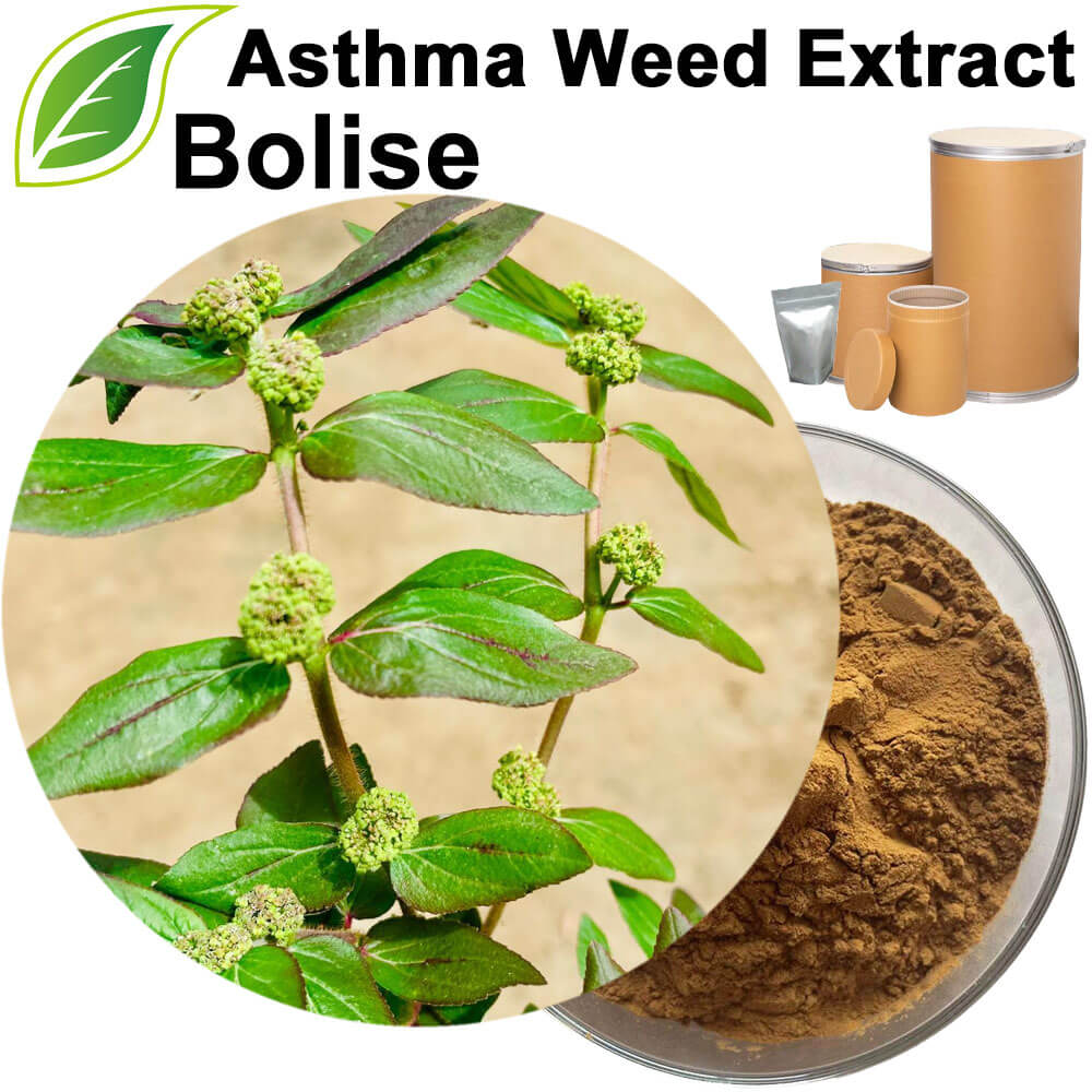 Asthma Weed Extract