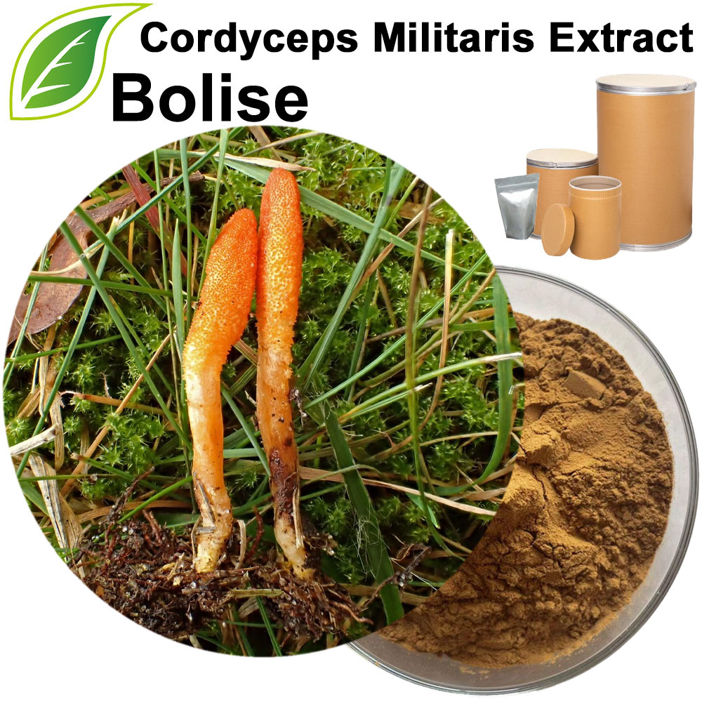 Cordyceps Militaris Extract