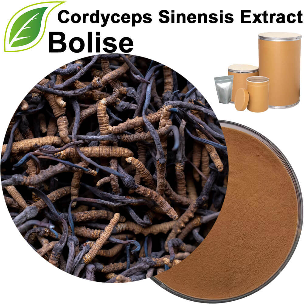 Cordyceps Sinensis Extract
