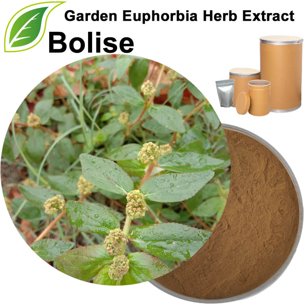Garden Euphorbia Herb Extract