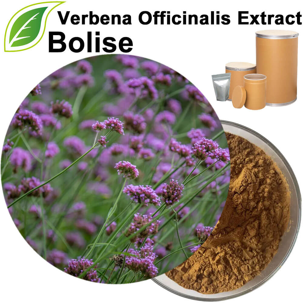 Verbena Officinalis Extract