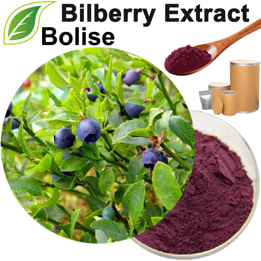 Bilberry Extract
