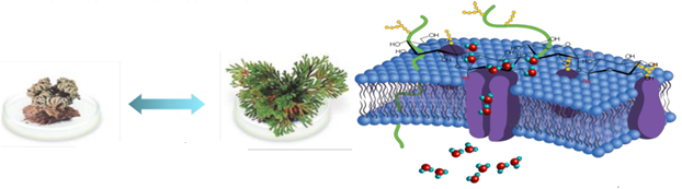 OEM ODM Eye Cream For Anti Wrinkles Anti Aging