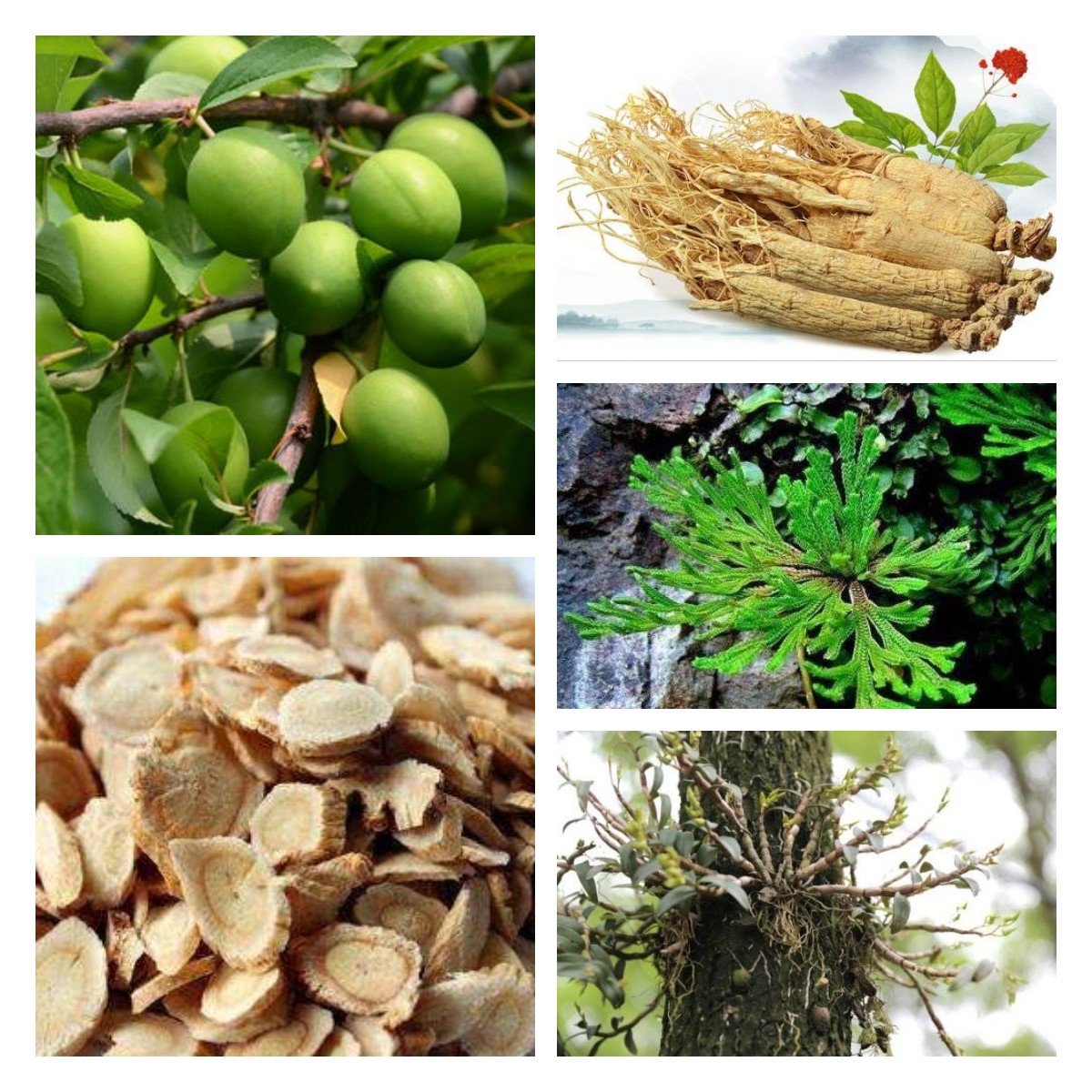 OEM Anti-dandruff Cleansing Non Silicone Shampoo