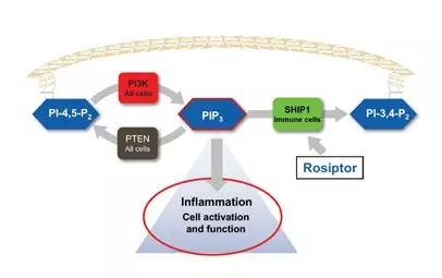 Rosiptor mechanism of action